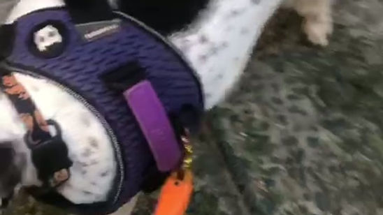 WhatsApp Video 2026-03-23 at 14.30.32